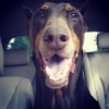 Macdonalddobies